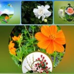 Muốn xin giấy phép kinh doanh khám chữa bệnh tại Bạc Liêu