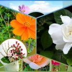 Muốn xin giấy phép kinh doanh khám chữa bệnh tại H. Chương Mỹ