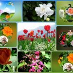 Xin giấy phép kinh doanh khám chữa bệnh tại Huyện Thạch Thất Muốn xin giấy phép kinh doanh khám chữa bệnh tại Huyện Thạch Thất