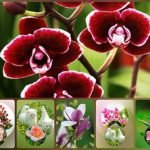 Muốn xin giấy phép kinh doanh khám chữa bệnh tại Sóc Trăng